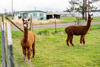 Two alpacas