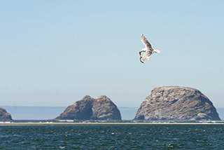 A seagull carrying it's food as it flys